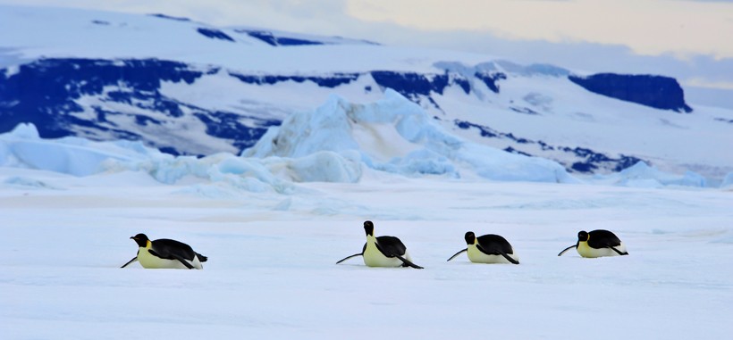 Emperor Penguins sliding over the snow