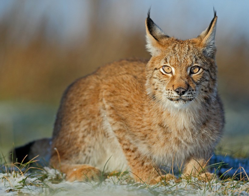 Eurasian lynx sitting and staring