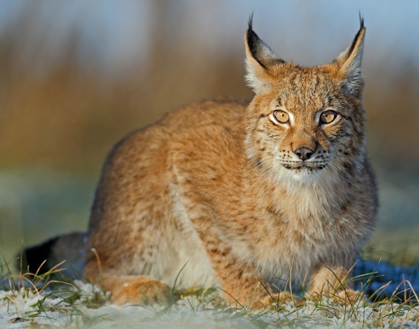 There are 6 recognized subspecies of Eurasian Lynx and 3 more have been proposed by scientists. Eurasian lynx sitting and staring