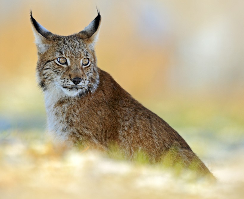 Beautiful closeup of an Eurasian lynx Eurasian Lynx on snow meadow in winter
