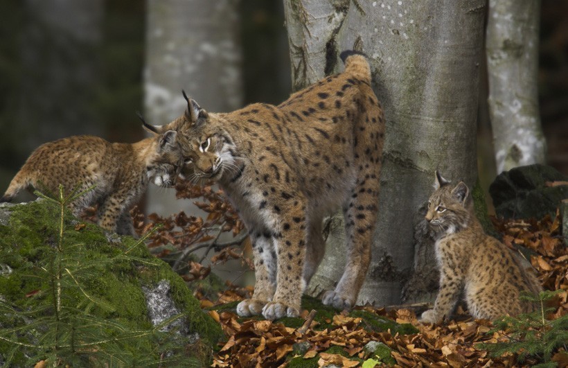 Eurasian lynx kittens grow fast and open their eyes after 10 to 12 days. Eurasian lynx mother with kittens