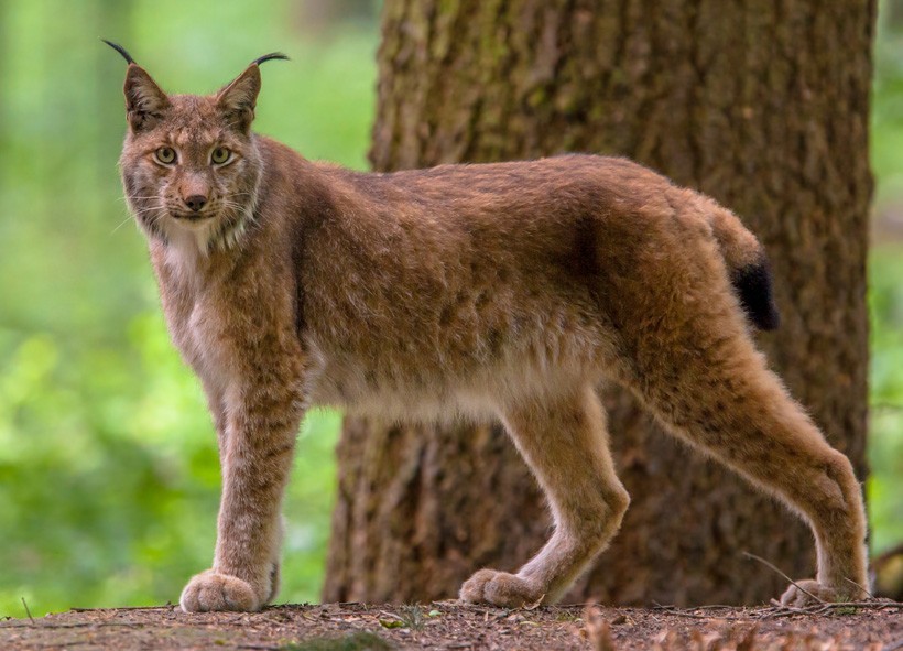 Eurasian Lynx is a medium-sized cat that is native to European and Siberian forests Eurasian lynx standing in the forest