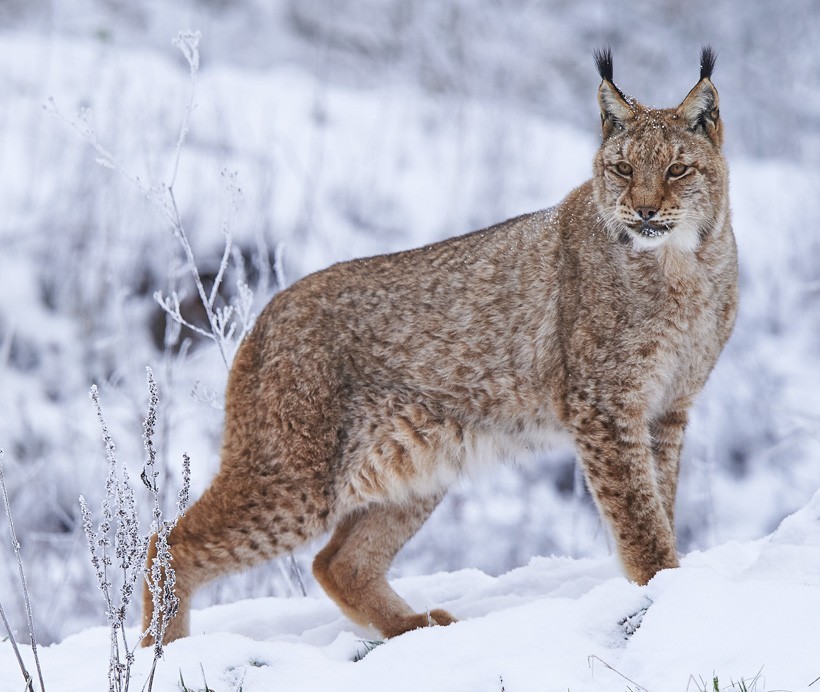 Eurasian lynxes occur primarily in mountainous forests, coniferous forests and temperate grasslands. Eurasian lynx in winter