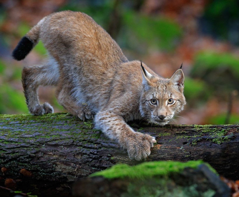 Creeping Eurasian Lynx in green forest Eurasian lynx on the hunt in a forest