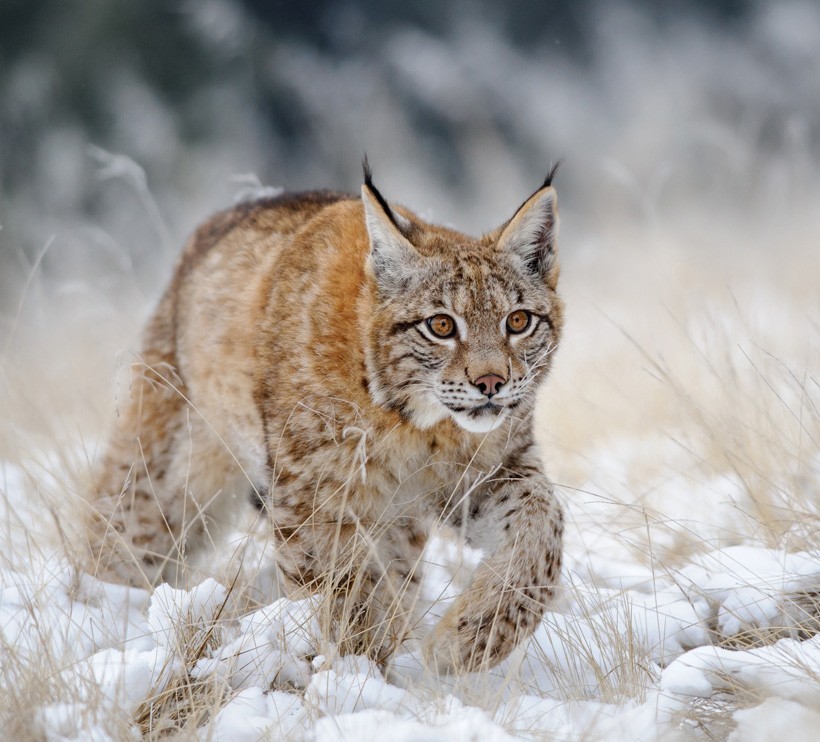 Eurasian lynx walking in the snow