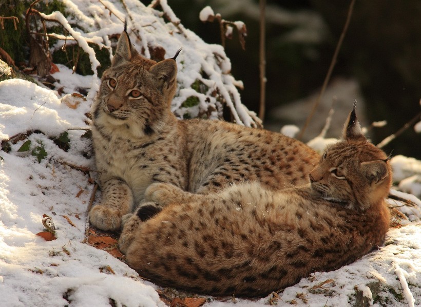 The Eurasian Lynx occurs in a wide range and its habitat experiences less interference by humans. Eurasian Lynx in Bavarian National Park, South Germany