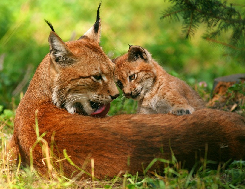 Eurasian Lynx, mother with cub