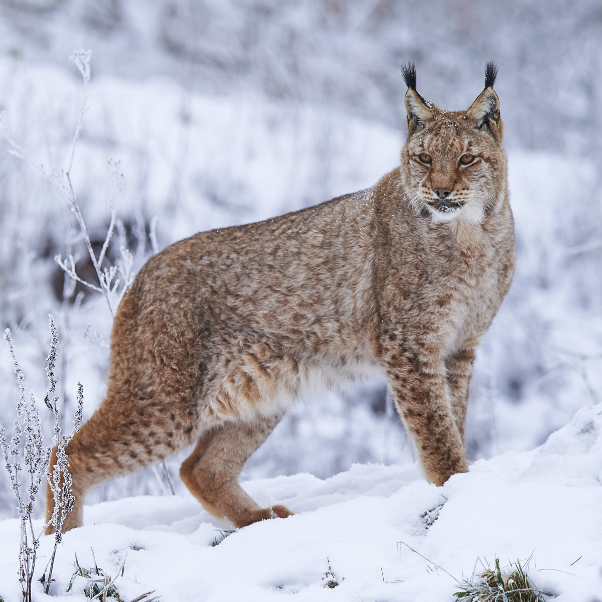 do lynx travel in groups