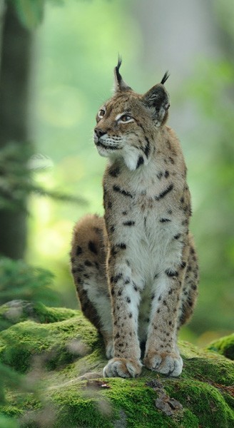 Eurasian lynx sitting on a rock