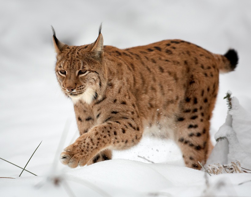 Eurasian lynx walking on a snowy ground