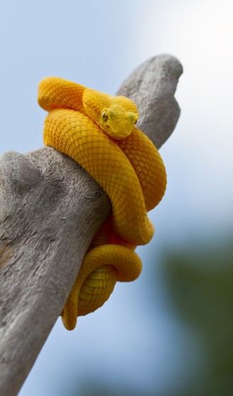 Yellow eyelash viper around a stump