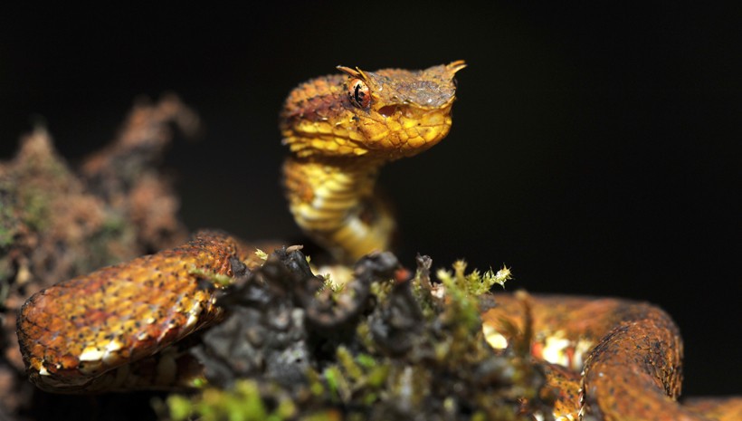 Golden Eyelash viper