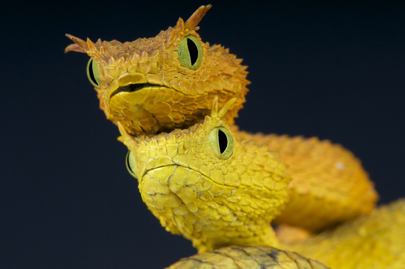 Closeup of two eyelash viper heads