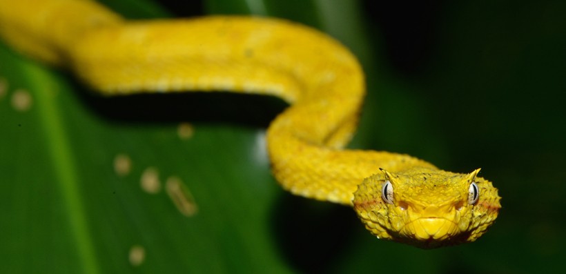 Eyelash viper ready to attack