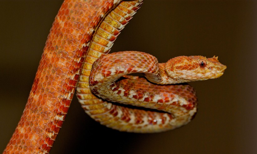 Red-gold eyelash viper