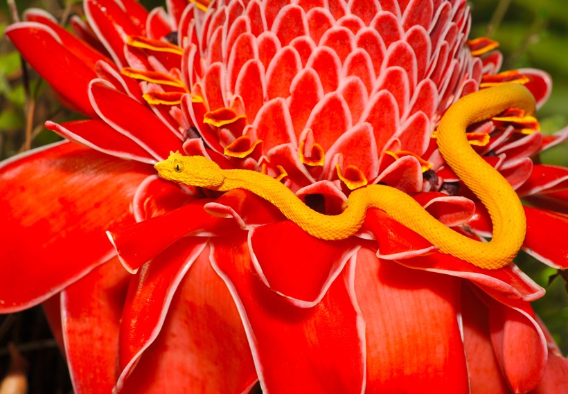 Yellow Eyelash viper on a red flower