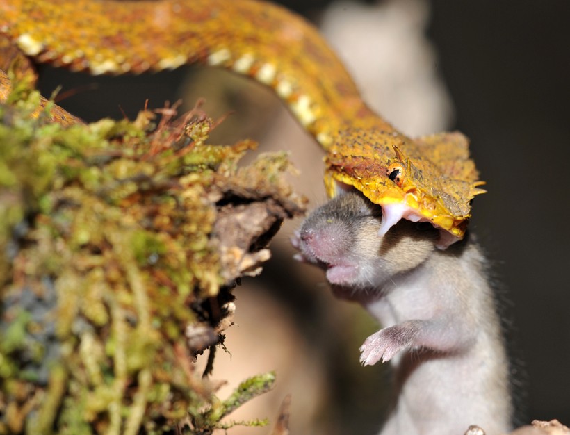 Eyelash viper strikes a mouse