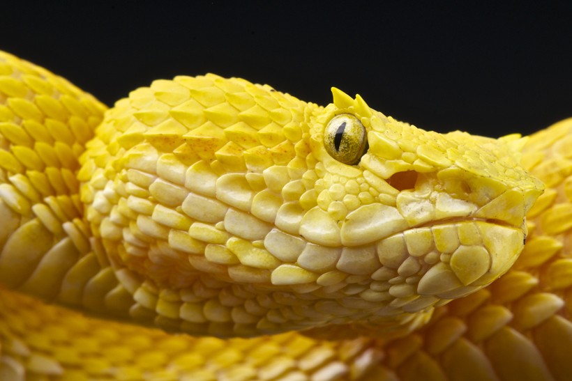 Closeup Yellow Eyelash viper