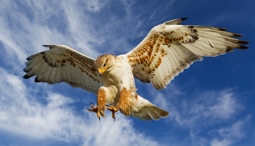 Ferruginous hawk attacking from the air