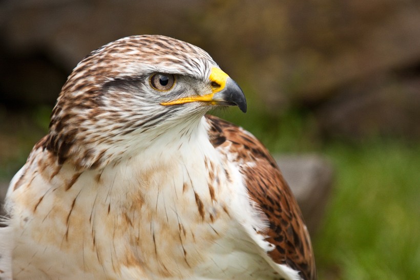Only the upland buzzard of Asia is larger, but the ferruginous is heavier Closeup head Ferruginous Hawk, the heaviest hawk of the world