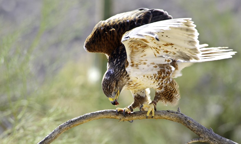 They frequently feed on squirrels, rats, gophers, snakes, birds and prairie dogs Ferruginous hawk eating on a branch