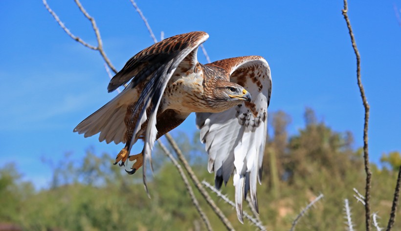 Ferruginous hawk in the flight Ferruginous hawk in the flight