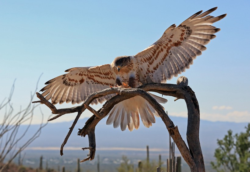 The Rough-legged hawk and the ferruginous hawk are the only two species of hawks that have feathers on their legs. Ferruginous hawk wingspan 1.5 meters