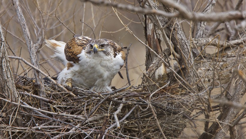 The male bring in building materials like sticks, grass, bones and branches Ferruginous Hawk standing in the nest