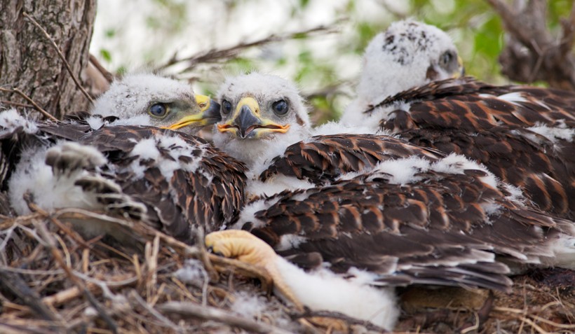 The male leaves the nest after 40 days while the female stays untill the newborns can hunt independently 3 Ferruginous hawk newborns in a nest
