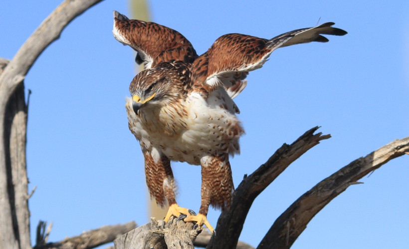 Ferruginous hawk ready to fly Ferruginous hawk ready to fly