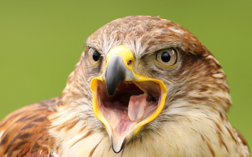 Ferruginous hawk screaming Ferruginous hawk screaming