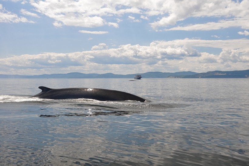 They consume 2.8 tons of food each day during the summer months. Finback whale swimming in the st Lawrence river in Canada