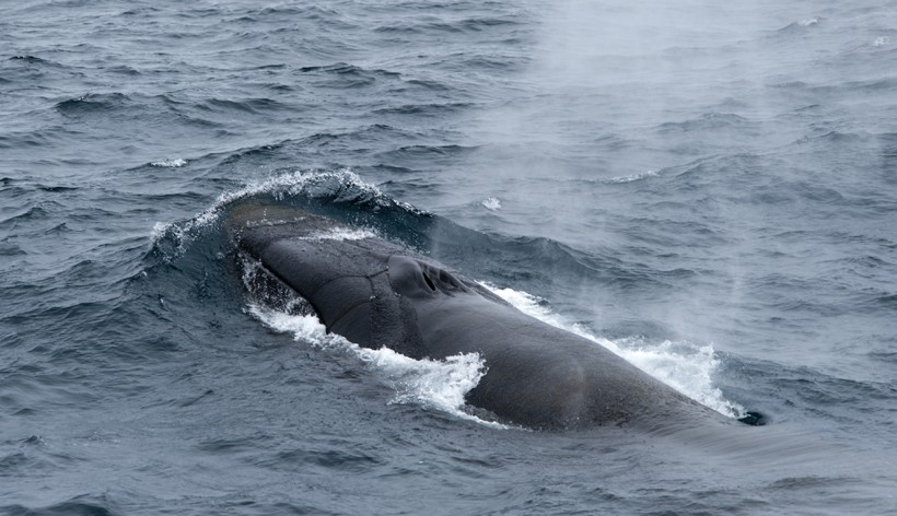 Blow sequence of the finback whale