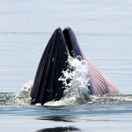 Finback Whale