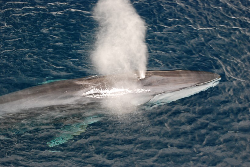 Finback whale burst water in the air
