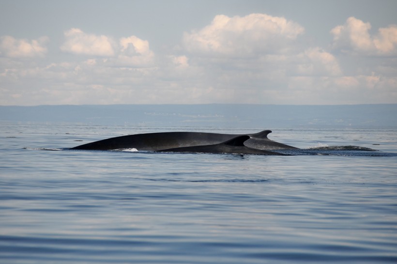Finback whale swimming with newborn Calf