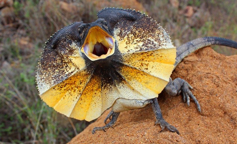 Frilled lizard hissing