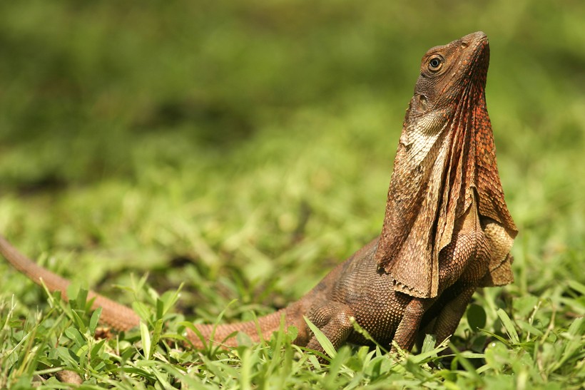 frilled lizard sunbathing