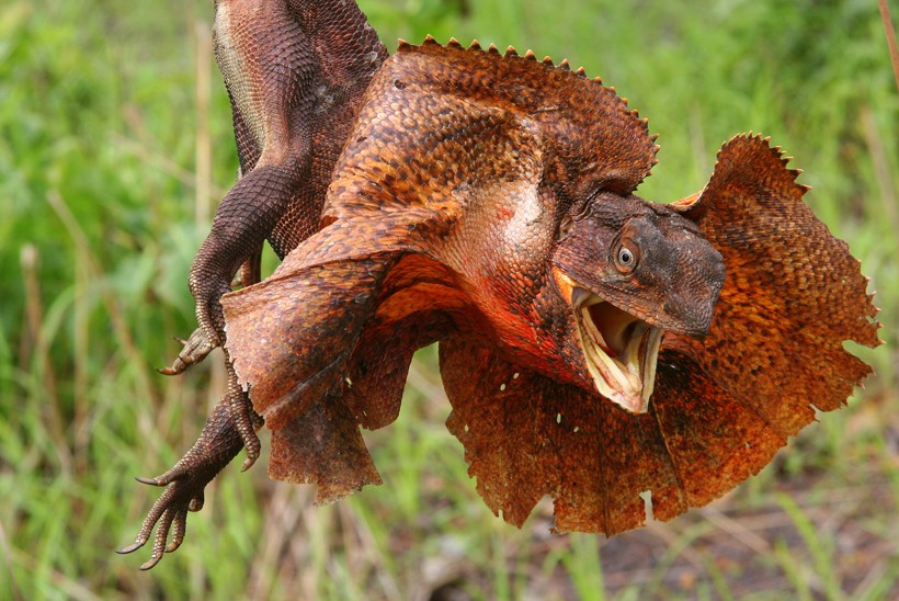 frilled lizard intimidating