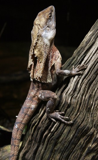 frilled lizard on a branch