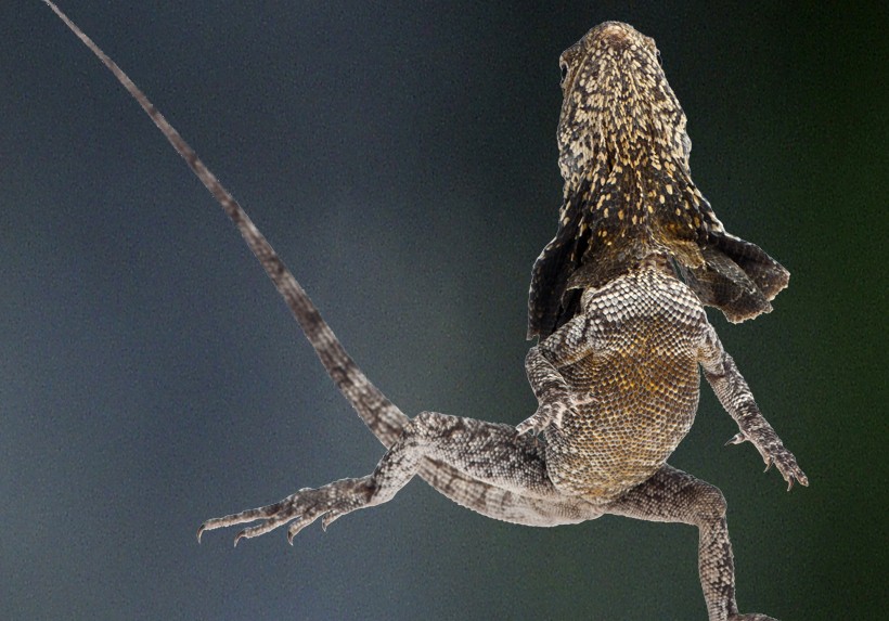 frilled lizard running on two legs