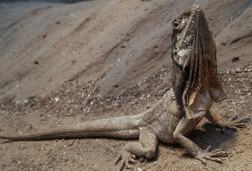 frilled reptile sunbathing on sand