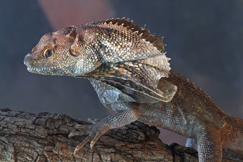 frilled lizard save in a tree