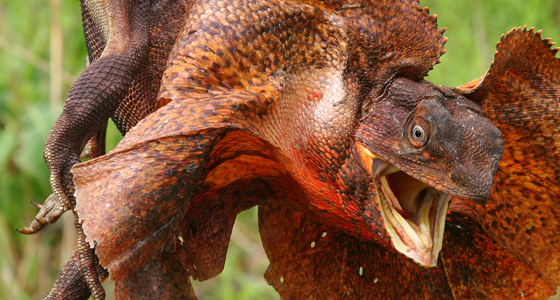 Frilled Lizard (Chlamydosaurus Kingii) | about animals Frilled Lizard (Chlamydosaurus Kingii) | about animals