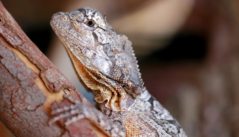 frilled lizard young