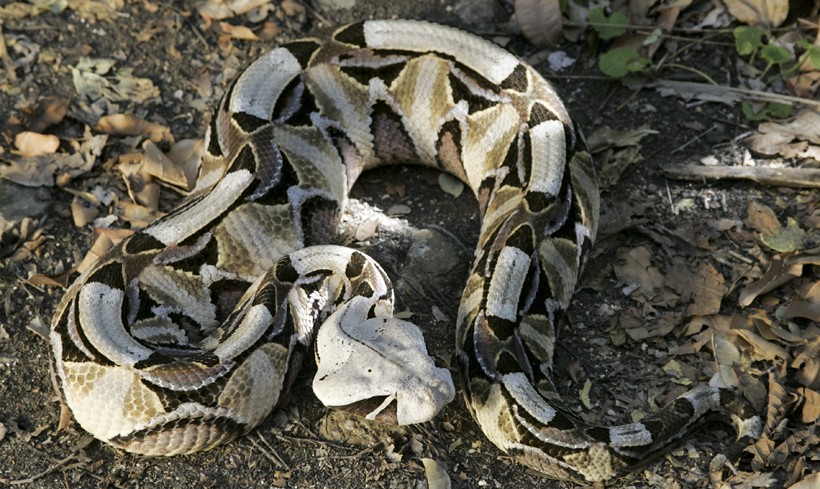 East African Gaboon viper