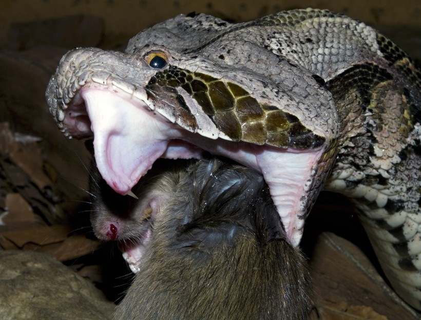 The venom doesn't affect the blood or nervous system Gaboon viper eating a rodent