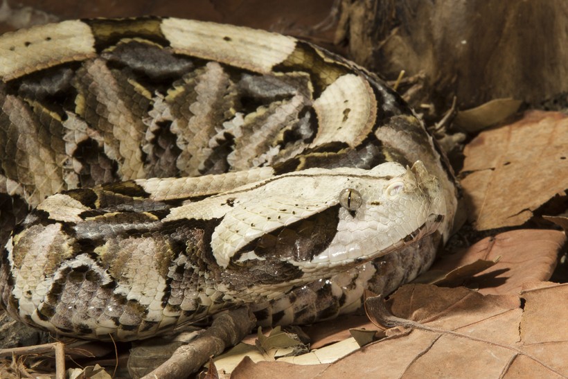 They spend three-quarters of the time within the leaf litter. Gaboon viper on forest floor in africa
