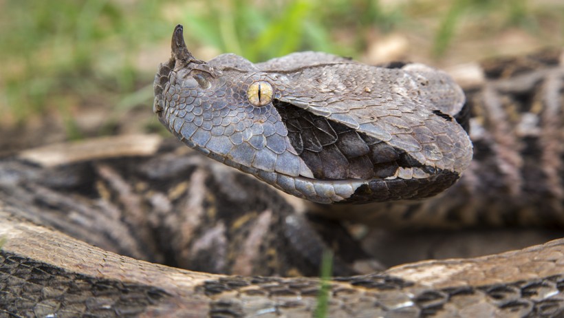 Gaboon vipers with triangular head and paired horns, Ghana (Africa)