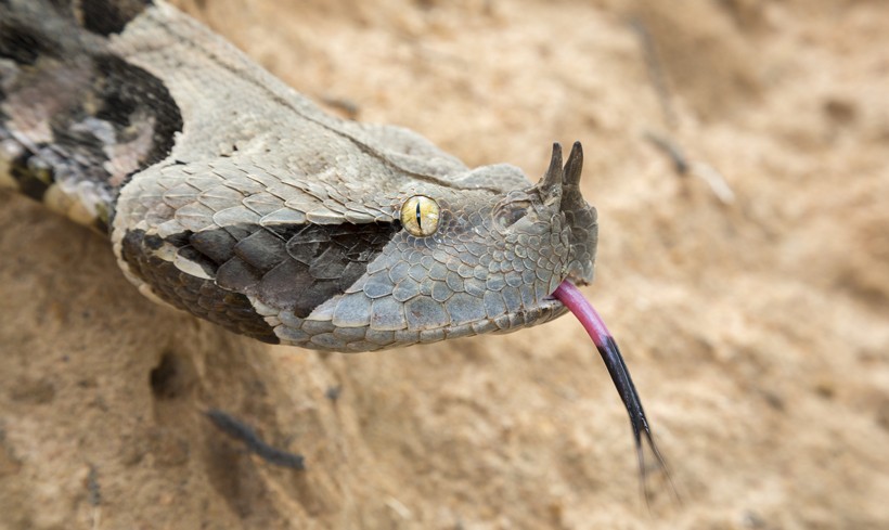 West African Gaboon viper with tongue out, Ghana, Africa